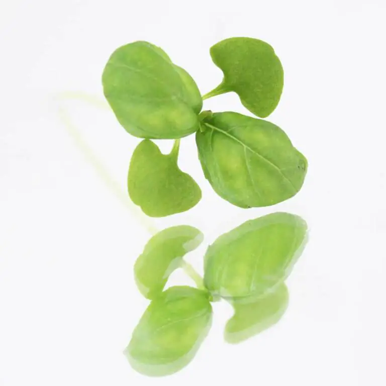 collins-nurtured-micro Green Basil.webp